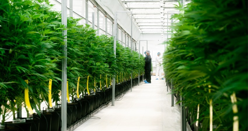 Empresa quer produzir 20 toneladas de can&aacute;bis por ano no Algarve