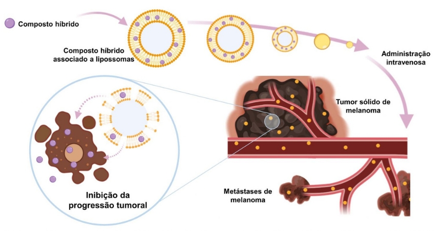 Projeto de investiga&ccedil;&atilde;o FFUL distinguido pela Ordem dos Farmac&ecirc;uticos
