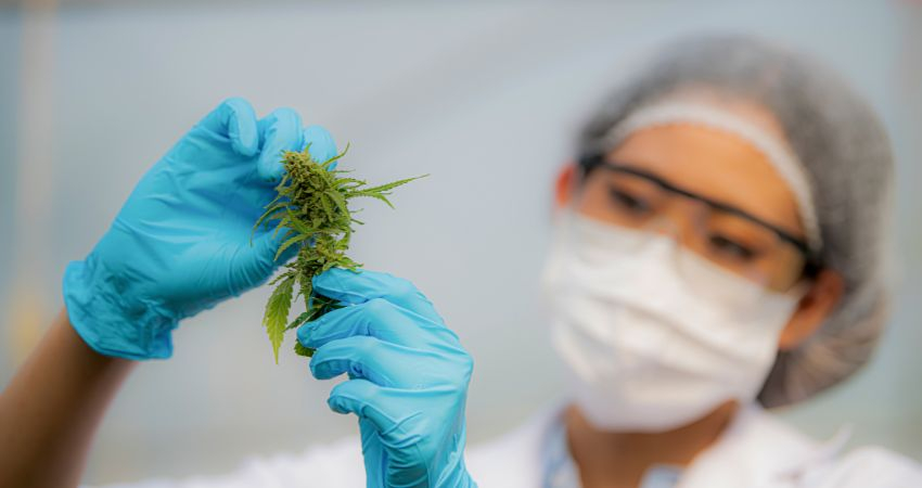 Infarmed aprova comercializa&ccedil;&atilde;o de tr&ecirc;s produtos &agrave; base de can&aacute;bis