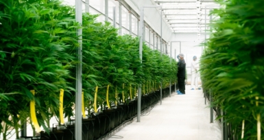 Clever Leaves anuncia exporta&ccedil;&atilde;o de 30 quilos de can&aacute;bis medicinal