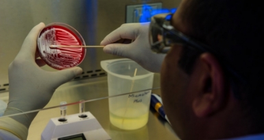 Novas bolsas para projetos de investiga&ccedil;&atilde;o em microbiota