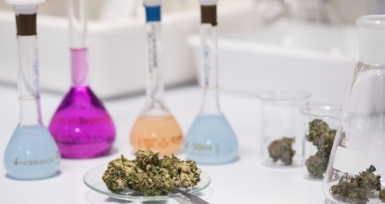 LEF alia-se ao machine learning para a can&aacute;bis medicinal