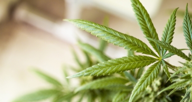Portugal recebe primeira confer&ecirc;ncia europeia sobre can&aacute;bis medicinal